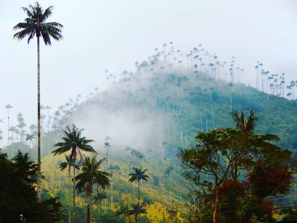 Palm tree forests on a rolling hill in shrouded in mist in Colombia