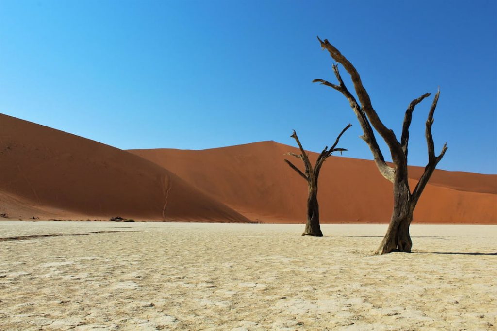 two lone trees in a desert plain Namibia with a red dune and blue sky 