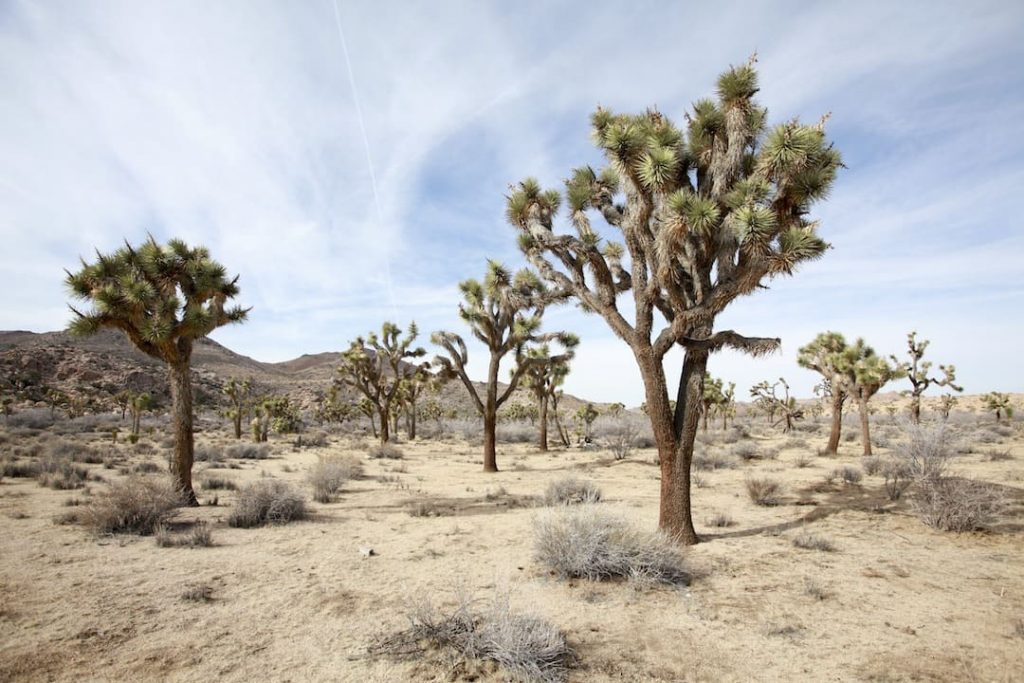 Desert in California