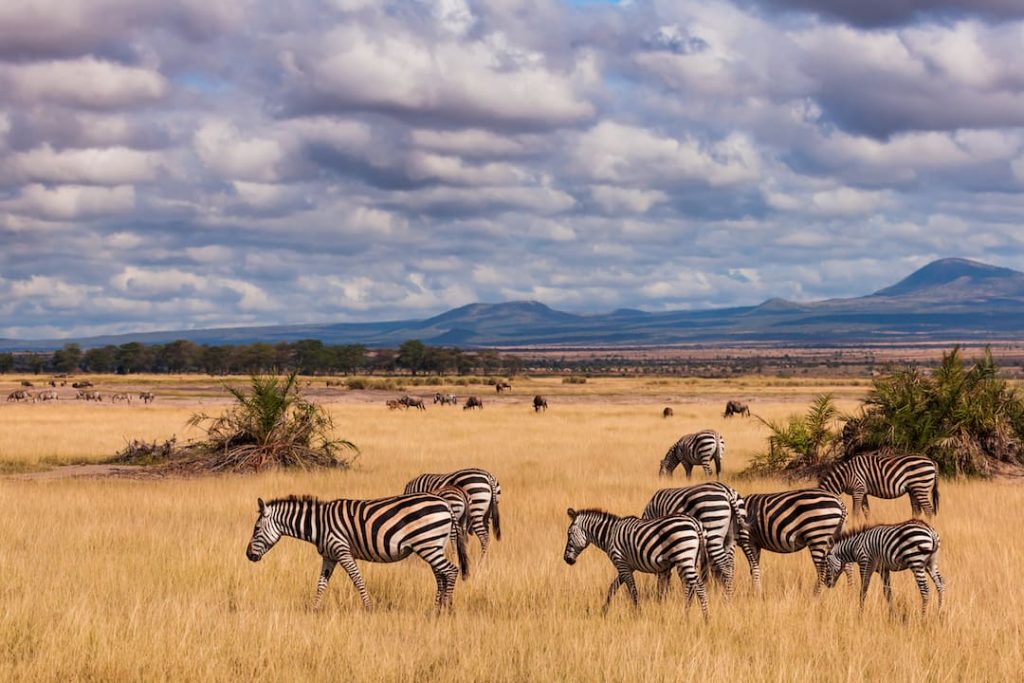 zebra's in a golden field in Kenya