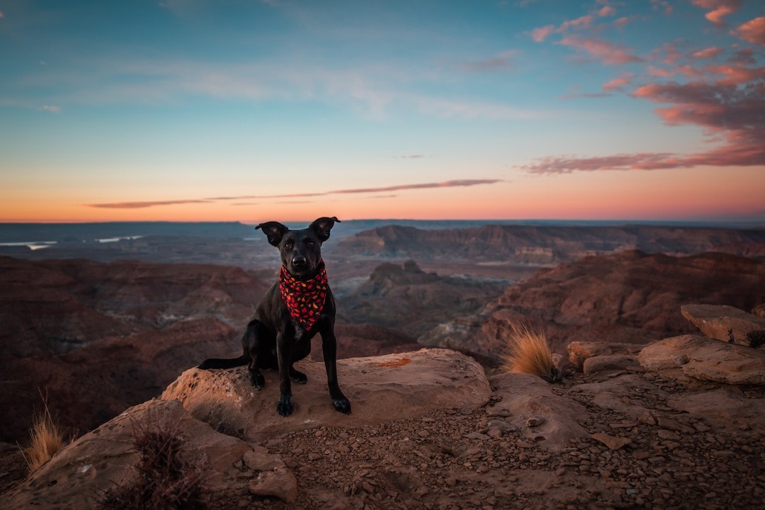 american airlines international travel with pets