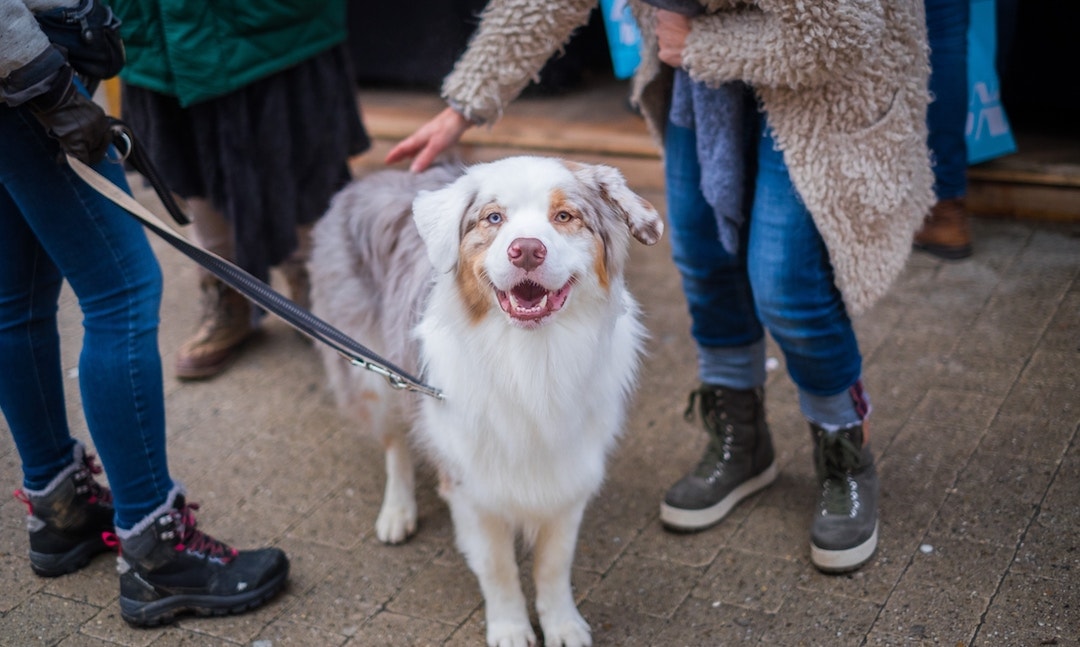 american airlines international travel with pets