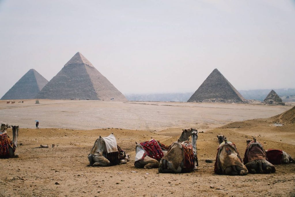 Camels sit in front of the Pyramids of Giza