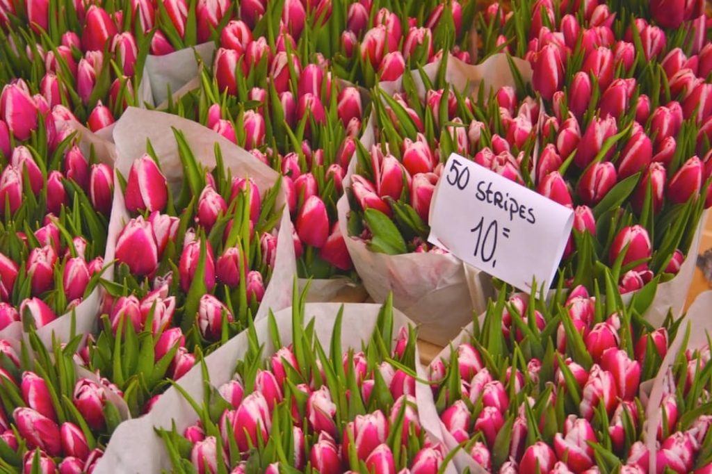 Bags of pink tulips with a sign that says "50 stripes 10"