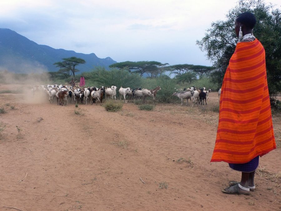 A Maasai tribesperson person overlooking a herd of animals