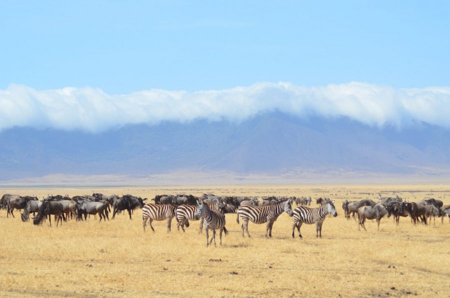 A herd of zebras in Tanzania 