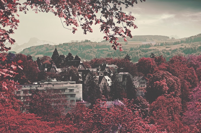 Trees in Bern, Switzerland