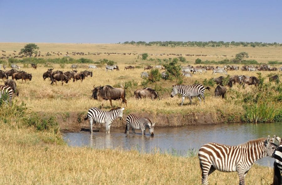 Zebras and buffalo standing in a watering hole. 