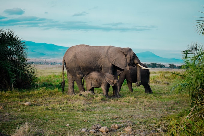 An elephant with two calves in Amboseli National Park