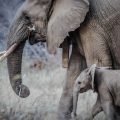 Elephant with calf by its side