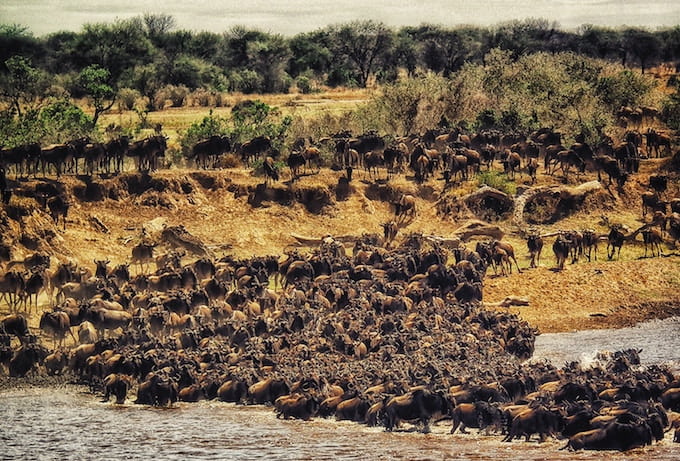 Hundreds of cape buffalo crossing a river in Masai Mara National Reserve, Kenya