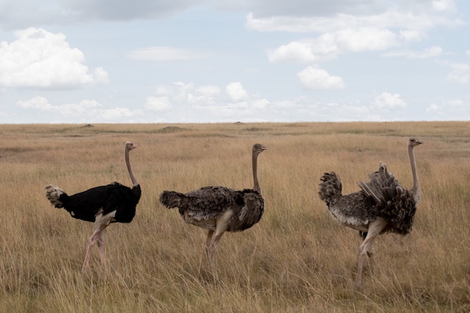 Three Masai Ostriches in the plains of Masai Mara National Reserve, Kenya