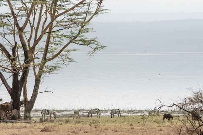 Zebra by the water in Nakuru National Park