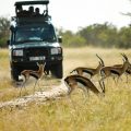 Gazelle in front of a safari jeep
