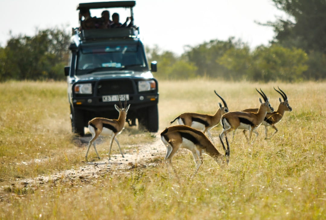 Gazelle in front of a safari jeep