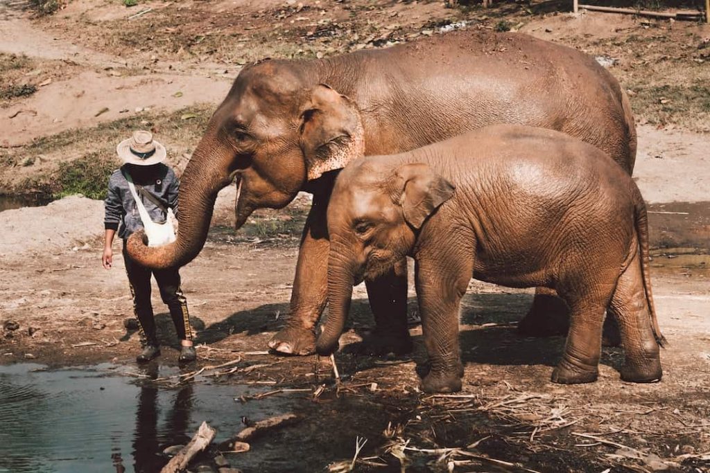 Two elephants standing near water at Elephant Nature Park, Chiang Mai, Thailand