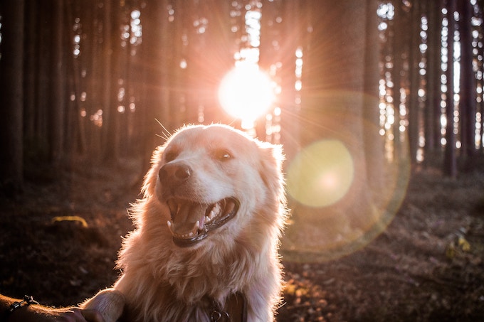 A golden retriever smiling in the sun in the woods