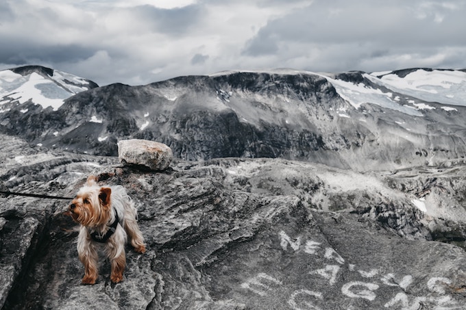 A yorkie at the top of a mountain