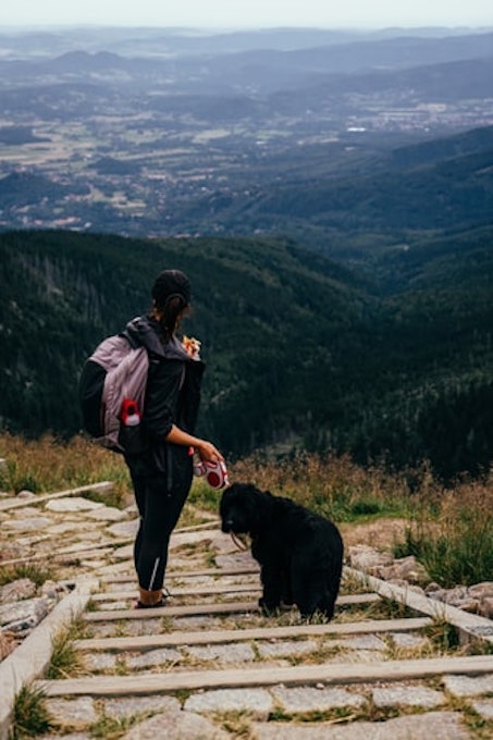 travel europe with your dog