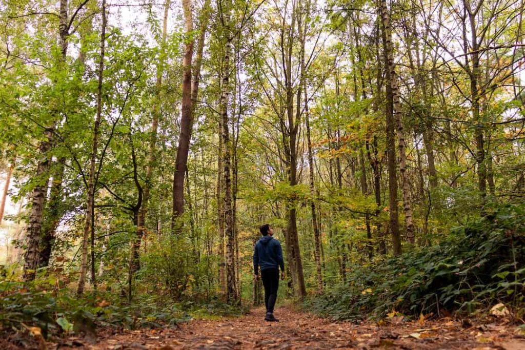 Person standing in a forest