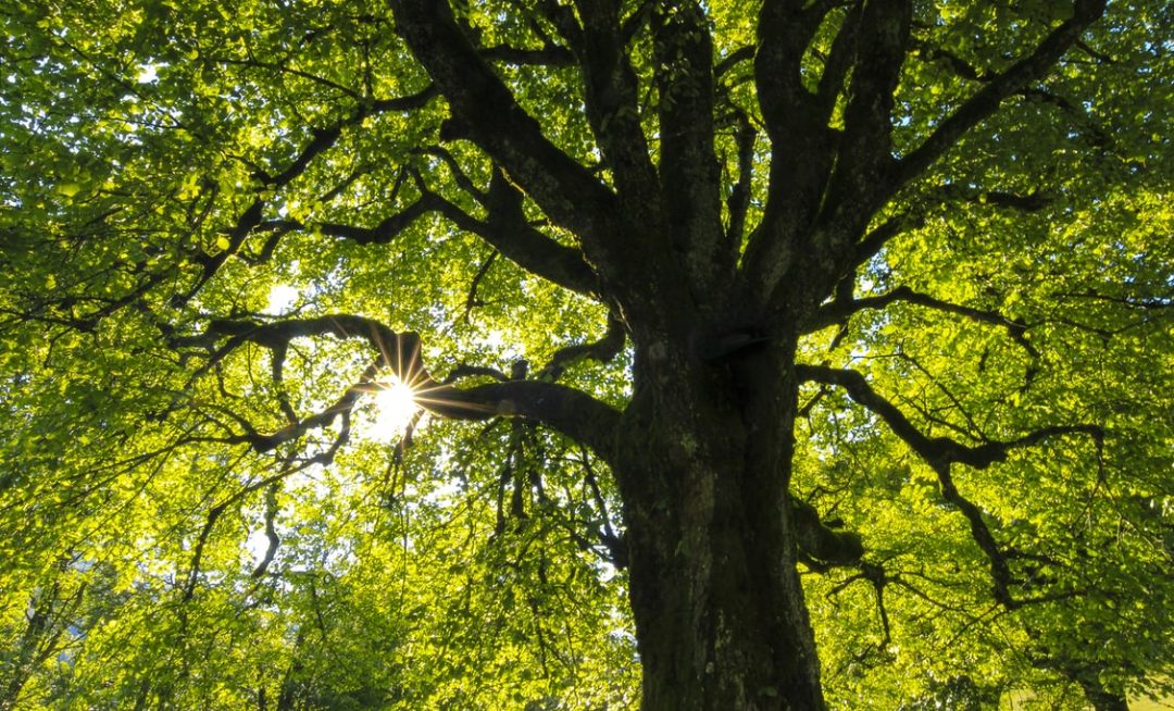 a tree with sunlight piercing through the leaves