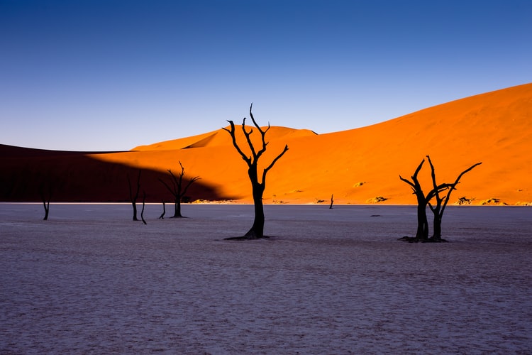 black trees against an orange and blue landscape