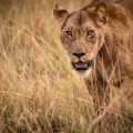 Lion in the grass in Uganda