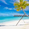 Beach view displaying a palm tree, white sand, crystal clear blue water, and a row of luxury villas.