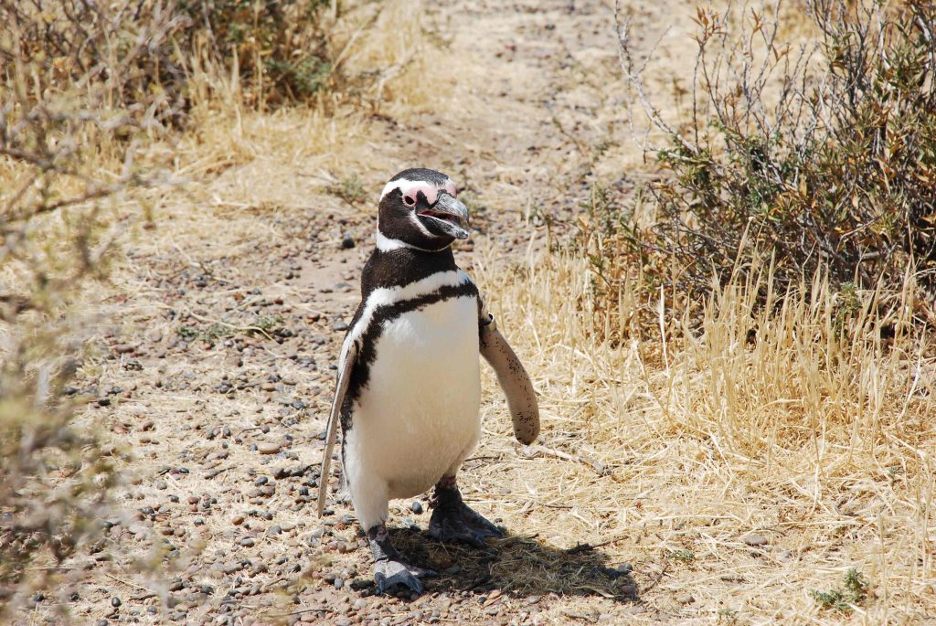 can you visit patagonia in may