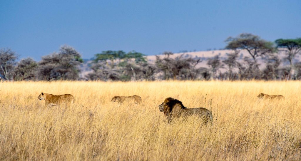 biggest safari in the world