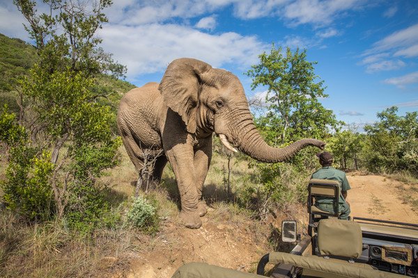 biggest safari in the world