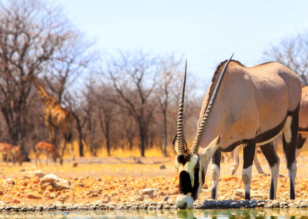 biggest safari in the world