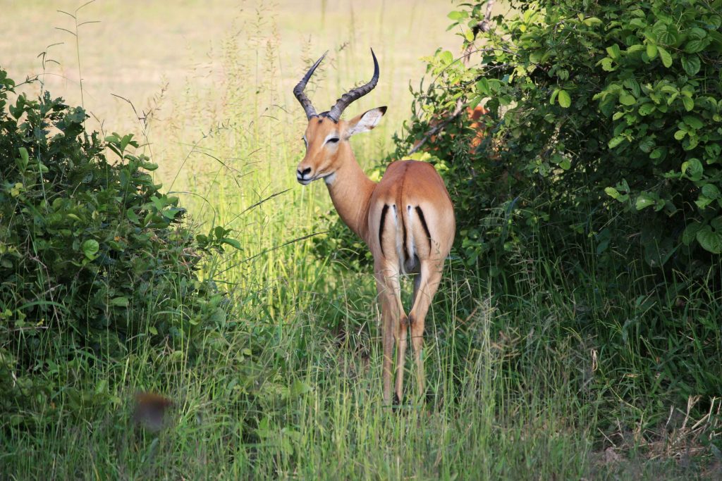 best wildlife safari in the world