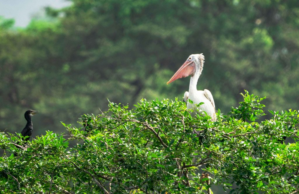 best wildlife safari in the world