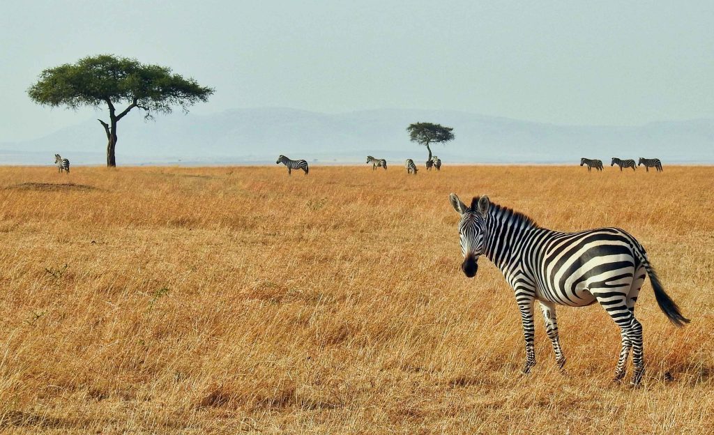 best wildlife safari in the world