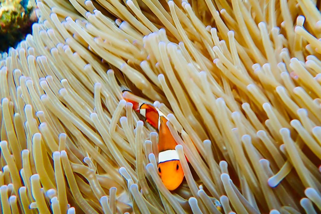 Orange and white clownfish hiding among the pale tentacles of a sea anemone, photographed while snorkeling in the Philippines